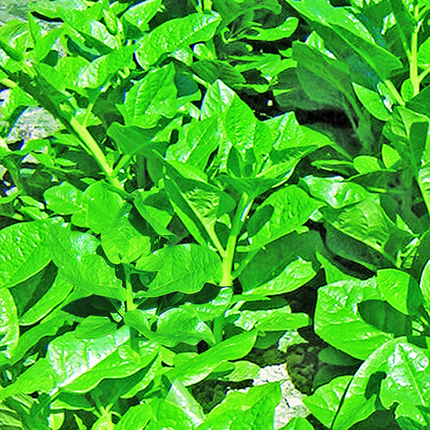 Indian Spinach